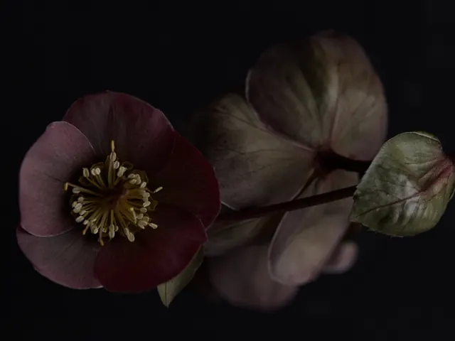 Flores de tons escuros sobre fundo preto